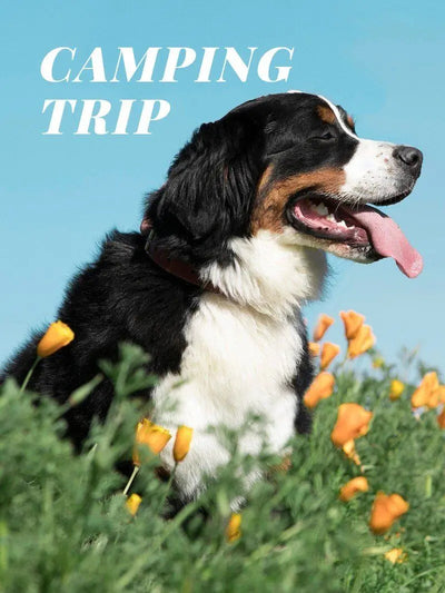 Foldable Expandable Pet Travel