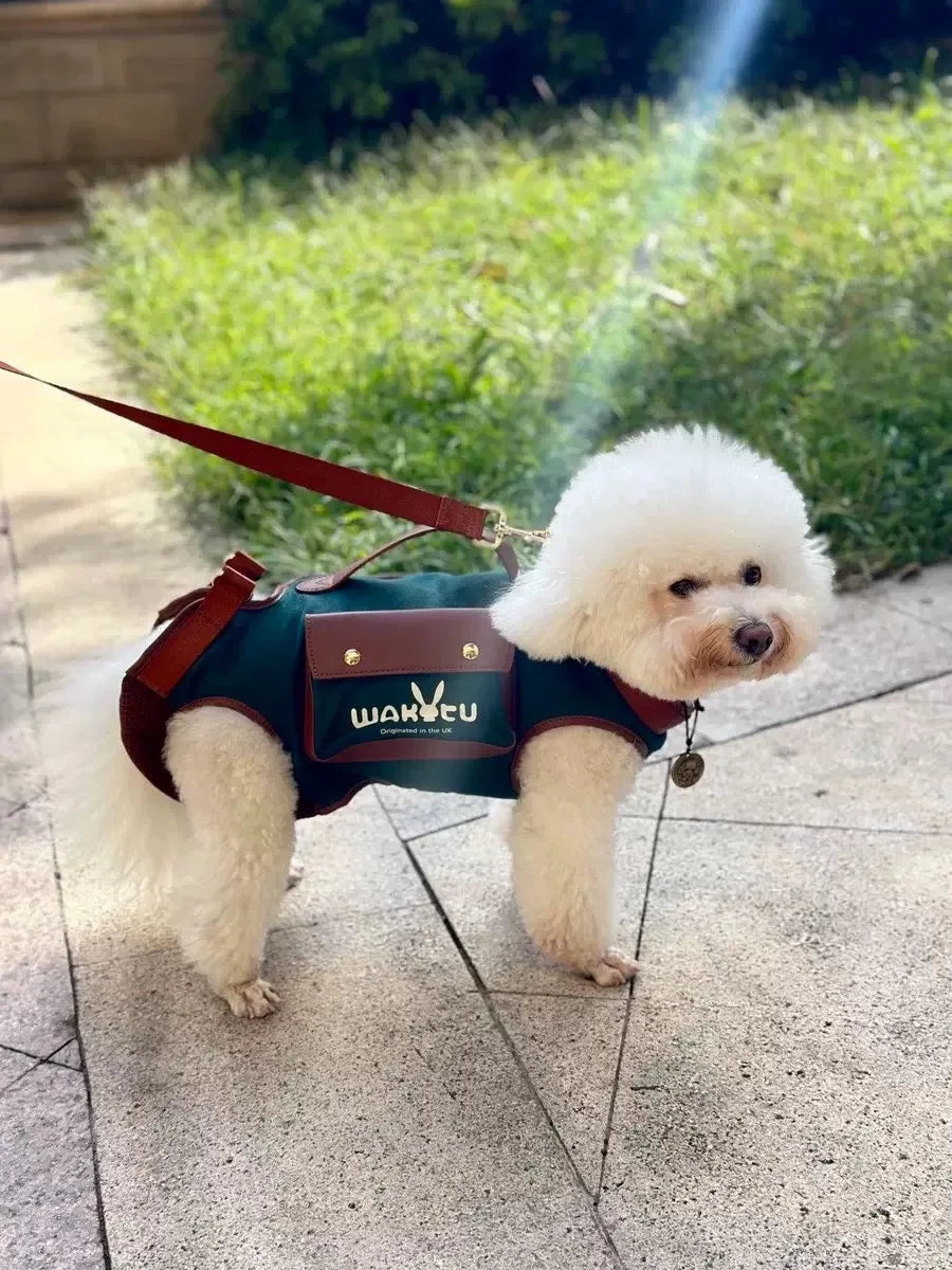 2 - in - 1 Pet Carrier & Harness Stylish